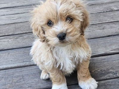 Cockapoo Puppies