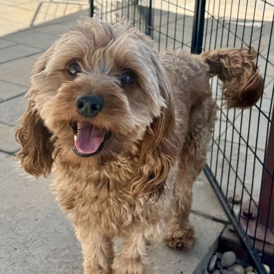 Bowser – Handsome 2-Year-Old Male Cavapoo – Intact 
