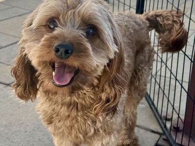Bowser – Handsome 2-Year-Old Male Cavapoo – Intact