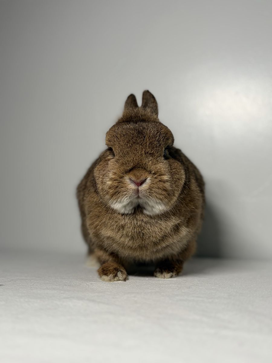 Netherland Dwarf Doe (Chocolate Chestnut)