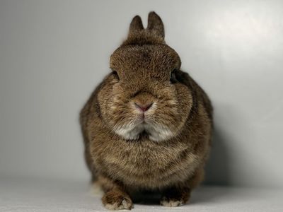 Netherland Dwarf Doe (Chocolate Chestnut)