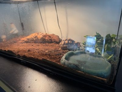 Teranium w tortises
