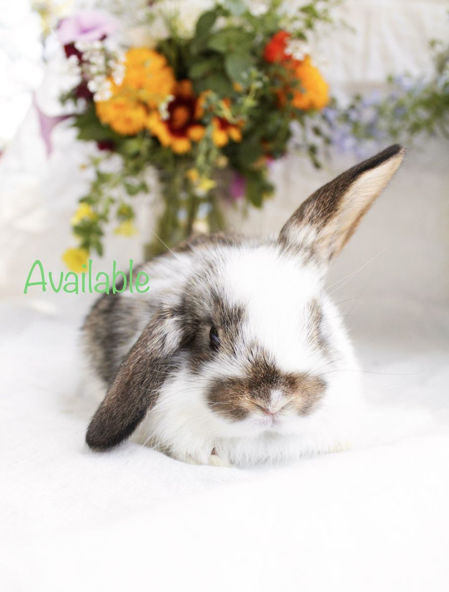 Friendly Mini lop baby rabbits! Pedigreed rabbits for sale