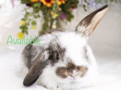 Friendly Mini lop baby rabbits! Pedigreed rabbits for sale