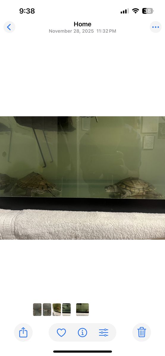 Mississippi Map Turtles, With Equipment