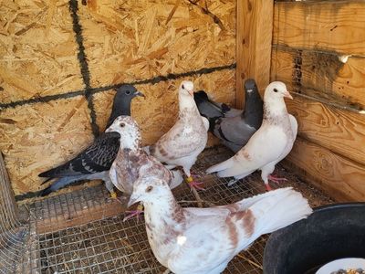 Homing pigeons
