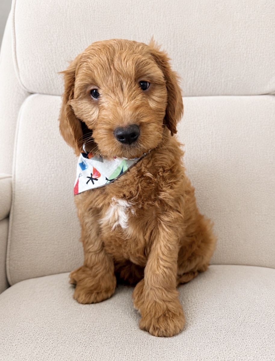 Mini Goldendoodle Puppies - 8 wks F1 with markings.