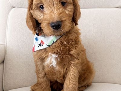 Mini Goldendoodle Puppies - 8 wks F1 with markings.