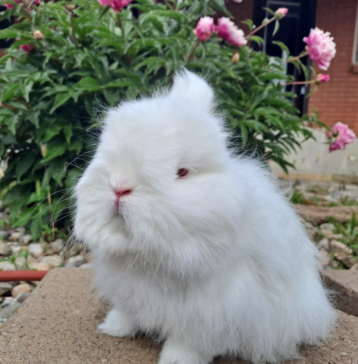 White Fluffy Netherland Dwarf