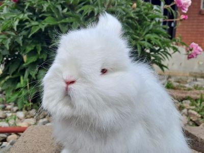 White Fluffy Netherland Dwarf