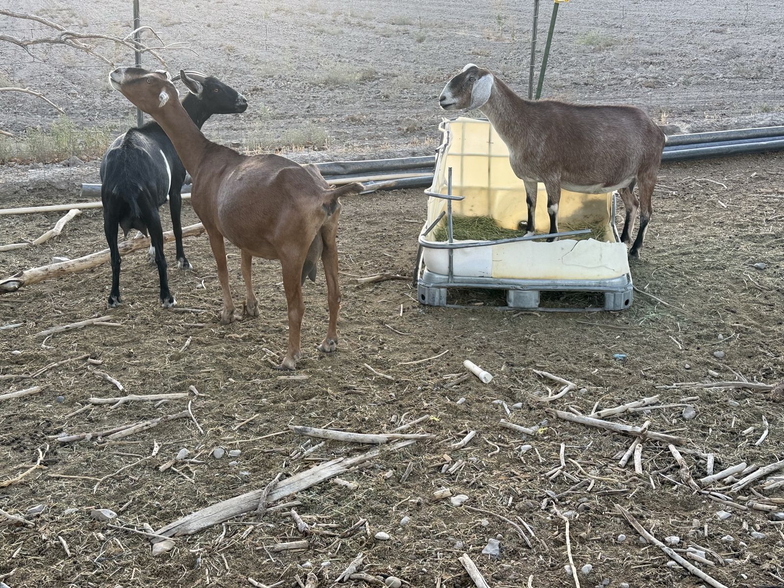 12 Healthy Goats for Sale - Assorted Breeds
