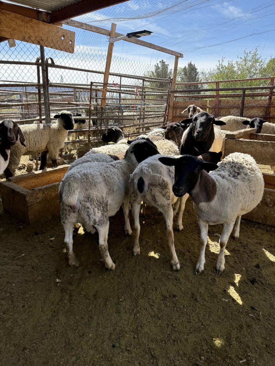 Goats And Sheep For Sale