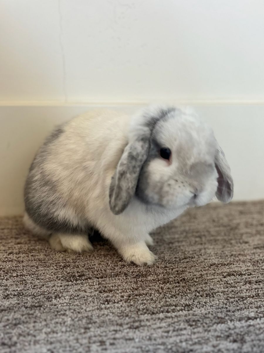Adorable Male Broken Chinchilla Holland Lop Rabbit – Friendly & Well Handled