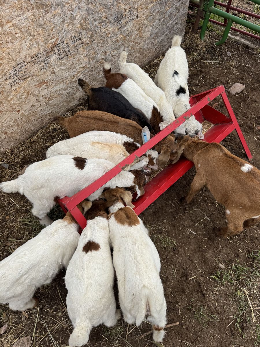 Boer kids