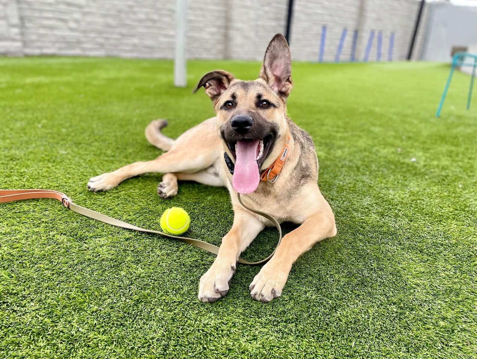 A159094 Odgen is Available for Adoption!