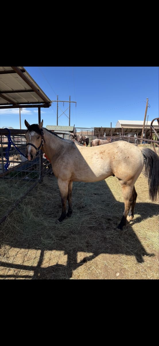 Future fortunes 2024 gelding
