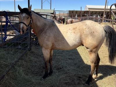 Future fortunes 2024 gelding
