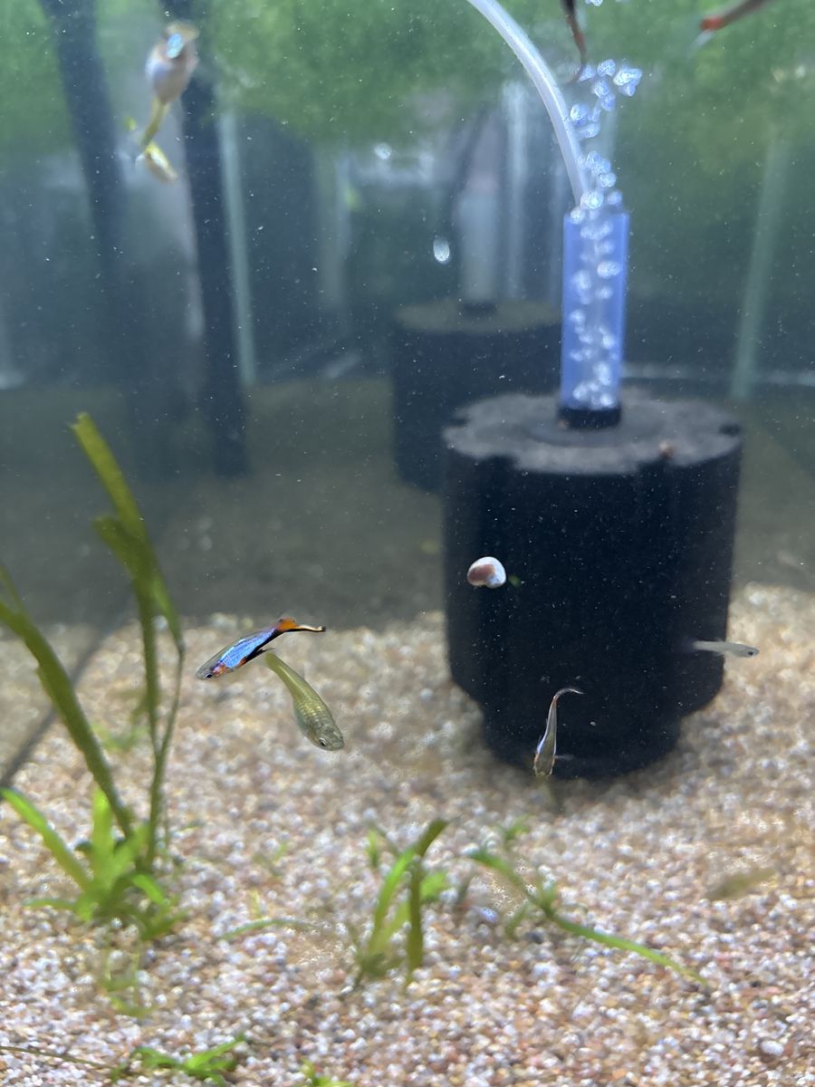 Blue Star Endlers Trios (LRB Genetics!)