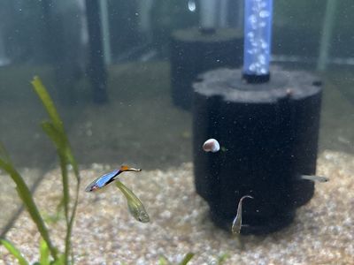 Blue Star Endlers Trios (LRB Genetics!)