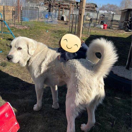 Akbash- Proven working Livestock Guardian Dog