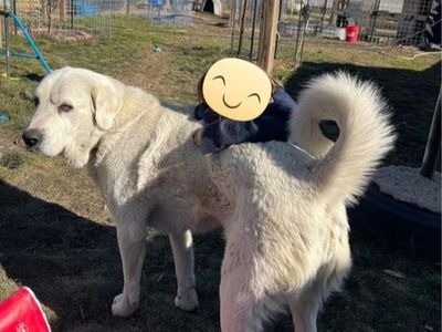 Akbash- Proven working Livestock Guardian Dog