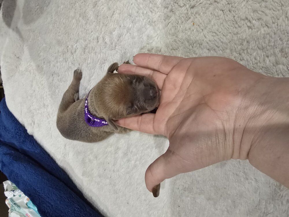 Cane Corso / Doberman Puppies