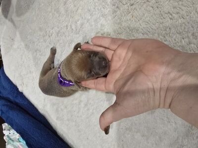 Cane Corso / Doberman Puppies