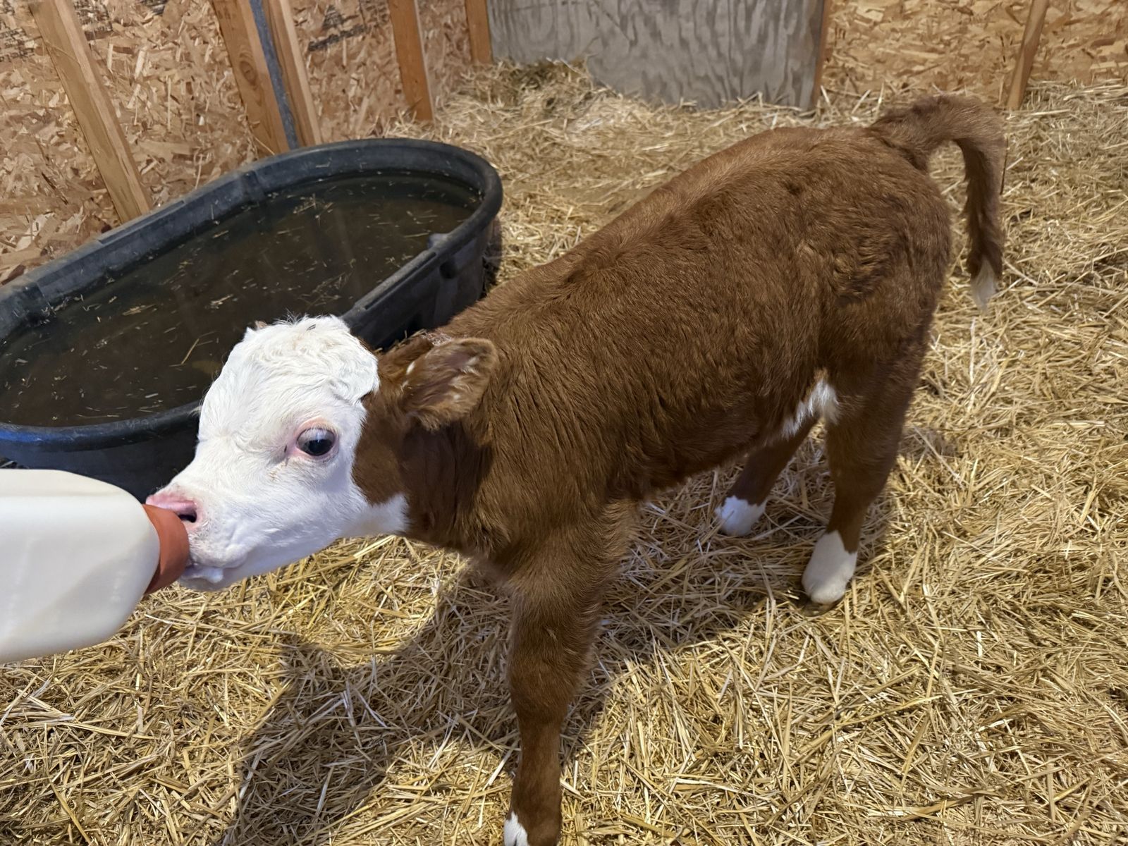 Mini Hereford Bull Calf