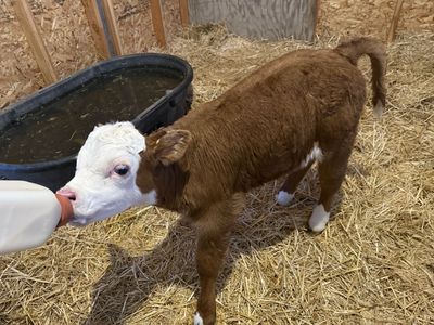 Mini Hereford Bull Calf