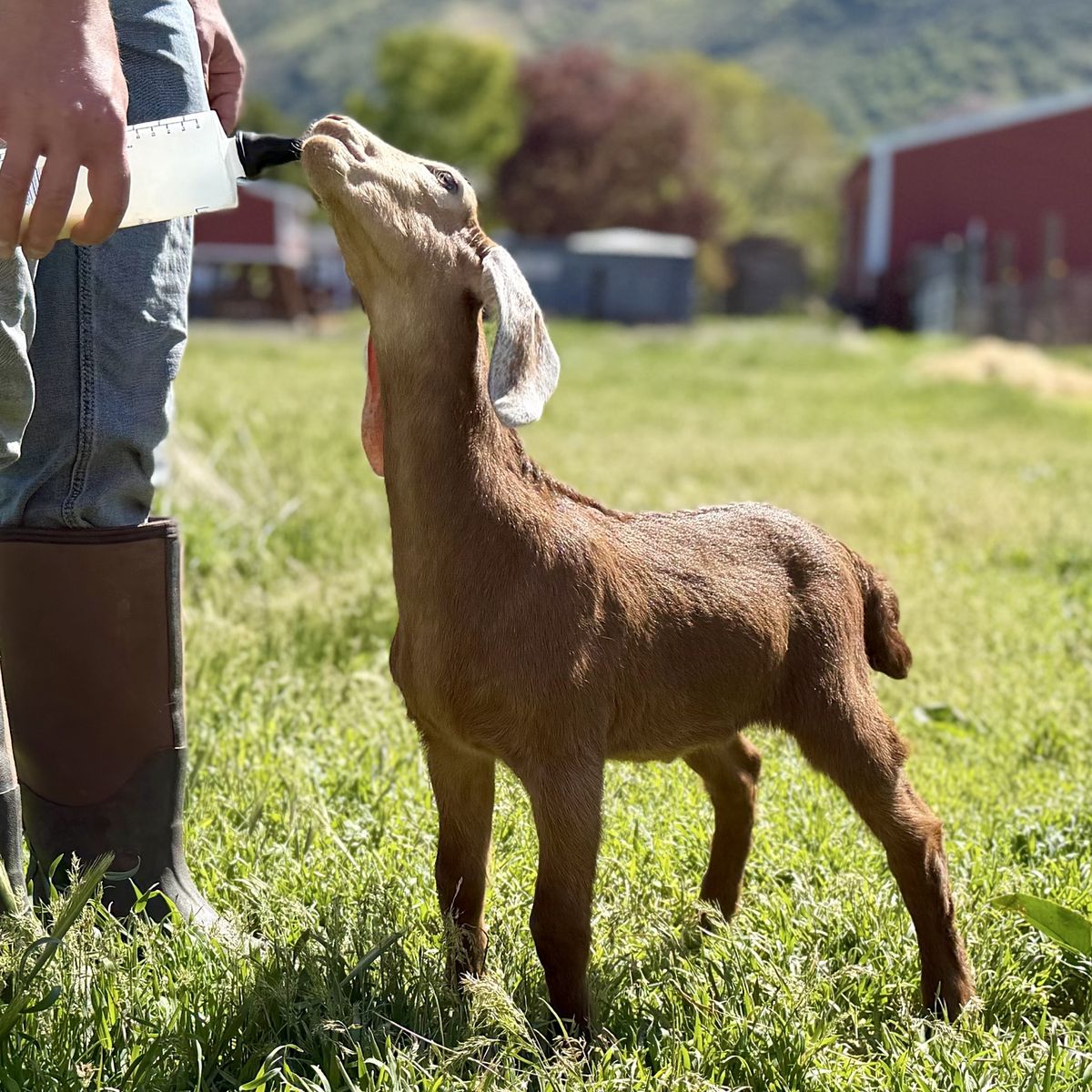 ADGA Nubian Buckling