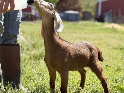 ADGA Nubian Buckling