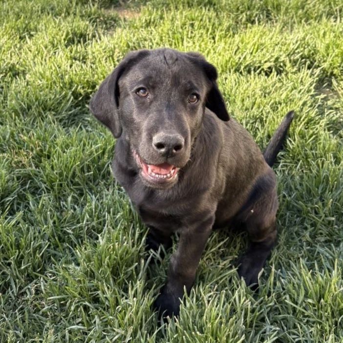 AKC Black Lab Puppy