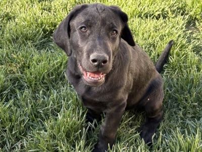 AKC Black Lab Puppy