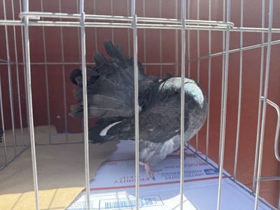 Anerican fantail Pigeons