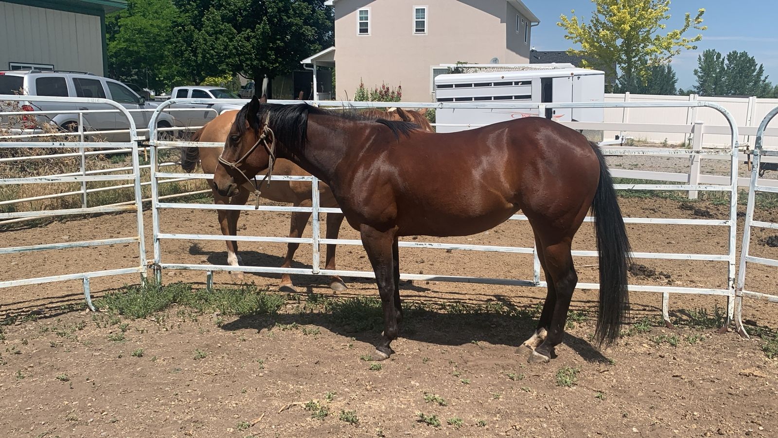 2023 AQHA Mare