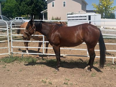 2023 AQHA Mare