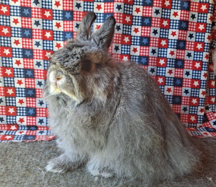 Jersey Wooly Buck Baby