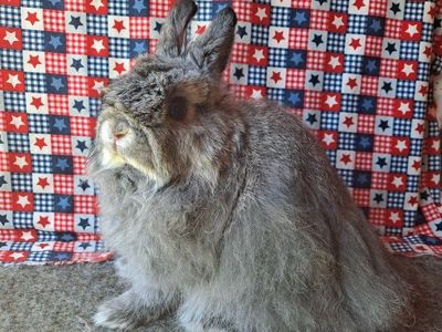 Jersey Wooly Buck Baby