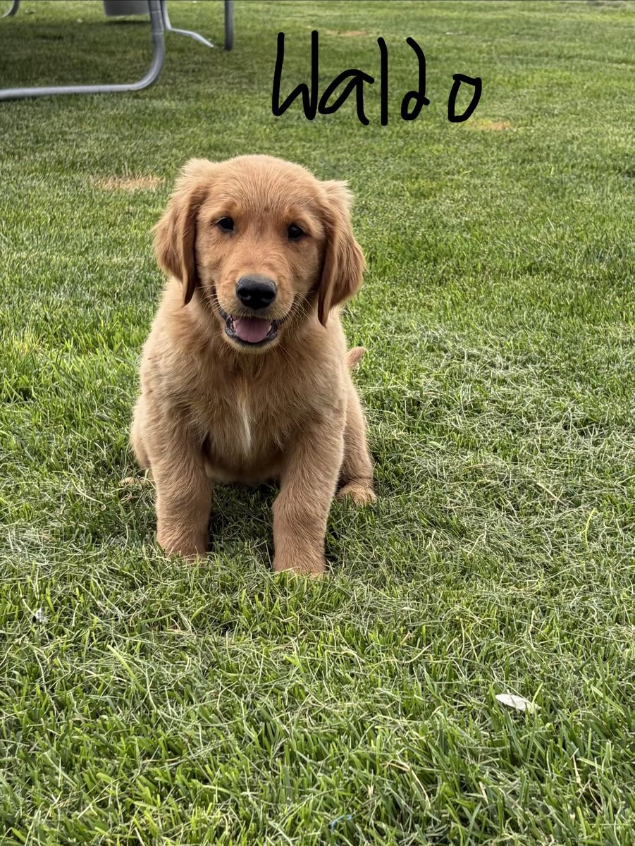 AKC Red Golden Retriever puppies