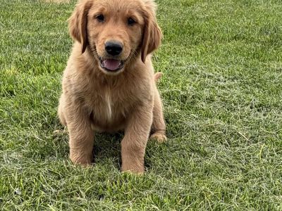 AKC Red Golden Retriever puppies