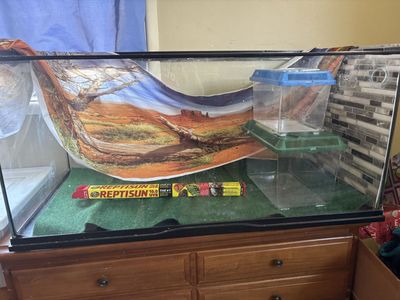 Reptile Tank, Decor, and Accessories