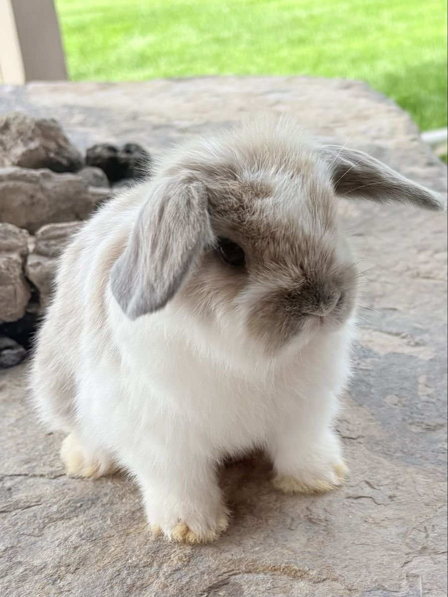 Holland lop bunnies!
