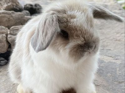 Holland lop bunnies!