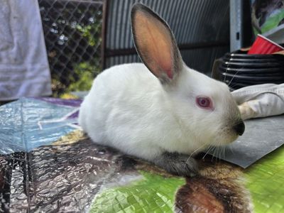 Californian rabbits