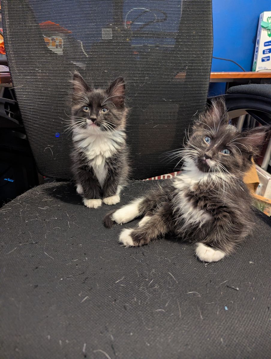 Kittens available for adoption!