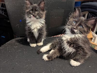 Kittens available for adoption!