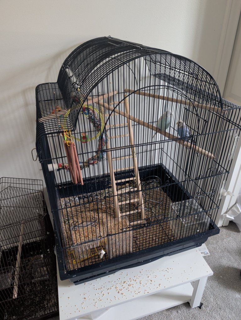 Parakeets (2), large bird cage, small bird cage, food