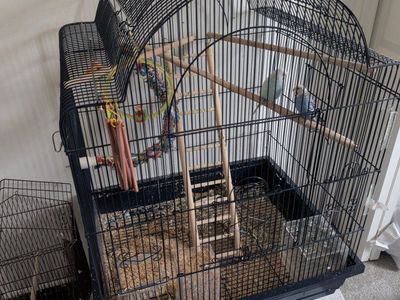 Parakeets (2), large bird cage, small bird cage, food