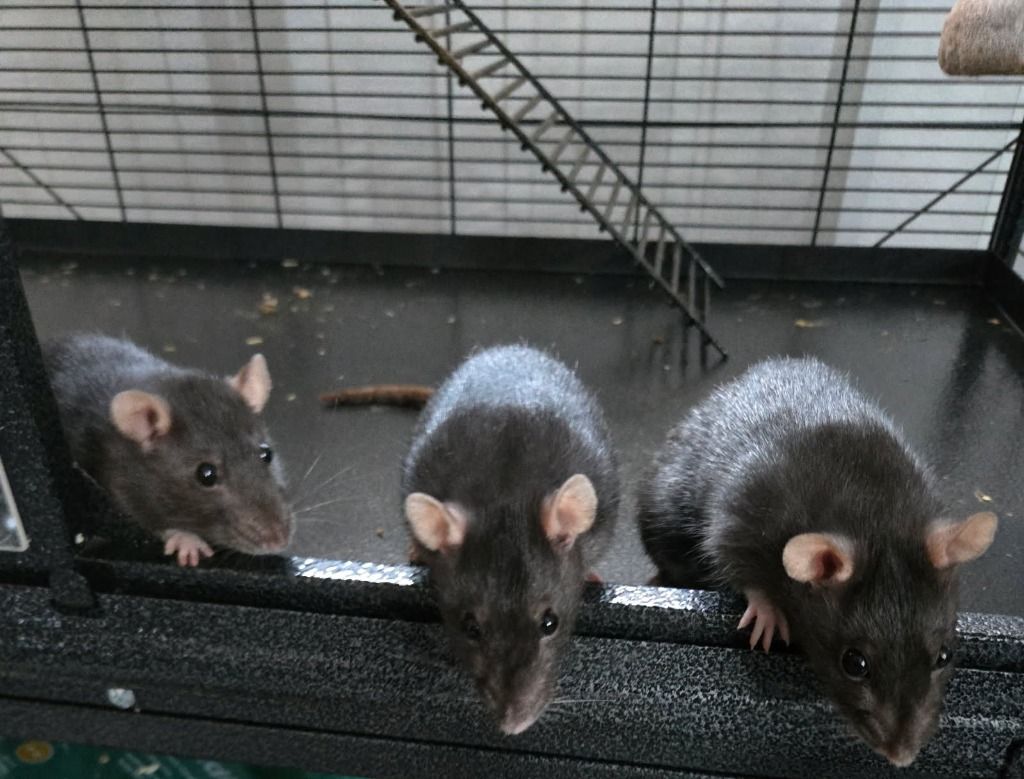 Flower the Pet Rat