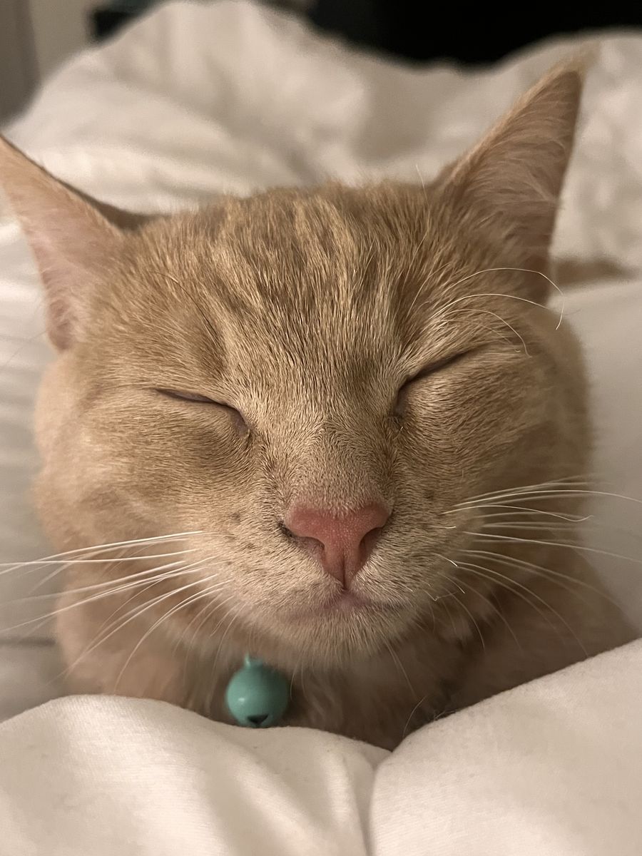 Rehoming Cat